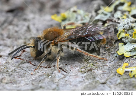 Detailed closeup on a male Red-tailed mining bee, Andrena hameorrhoa Detailed closeup on a male Red-tailed mining bee, Andrena hameorrhoa 125268828