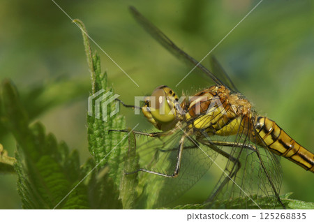 Closeup on a black tailed skimmer dragonfly, Orthetrum cancellatum 125268835