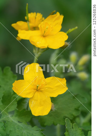 Closeup on 2 yellow flower of the Greater celandine, Chelidonium majus use in alternative medicine Closeup on 2 yellow flower of the Greater celandine, Chelidonium majus use in alternative medicine 125268836