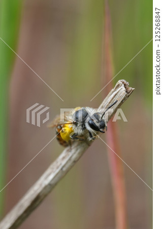 Closeup on cute small female Red-bellied miner mining bee, Andrena ventralis loaded with yellow pollen on a dried stalk 125268847