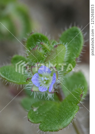 Closeup on the tiny blue flower of the Ivy-leaved Speedwell, Veronica hederifolia 125268853