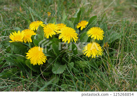Closeup on a cluster of yellow Dandelion flowers, Taraxacum officinale 125268854