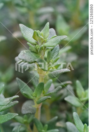 Closeup on a single Thyme, Thymus , stalk emerging in the springtime , a nice cooking spice ingredient for the kitchen 125268860