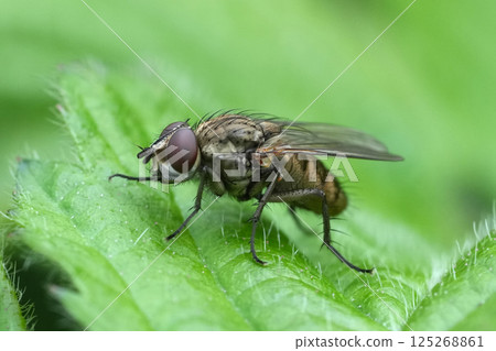 Detailed closeup on a Root-Maggot Fly , Leucophora perched on a green leaf in the garden Detailed closeup on a Root-Maggot Fly , Leucophora perched on a green leaf in the garden 125268861