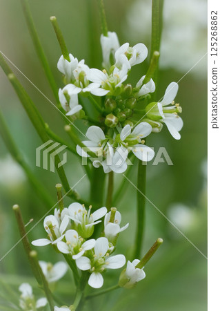 Vertical closeup on the fragile white flowers of the Flexuous or Wavy Bittercress, Cardamine flexuosa 125268862