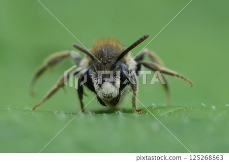 Extreme closeup on a the face a small red girdled mining bee, male Andrena labiata against a green blurred background Extreme closeup on a the face a small red girdled mining bee, male Andrena labiata against a green blurred background 125268863