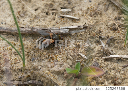 Closeup on a large hairy, bivoltine Tachinid fly, Tachina fera resting on the ground 125268866