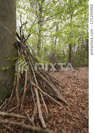 Rustic woodland shelters constructed from branches. Fallen leaves cover the ground, creating a tranquil forest scene. 125268868