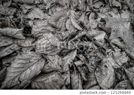A carpet of fallen leaves in various shades of brown covers the forest floor, signaling the change of the season. 125268869
