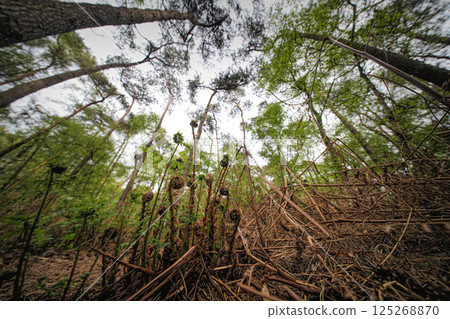 Lush forest floor with unfurling ferns and towering trees reaching for the sky, capturing nature's grandeur and detail. 125268870