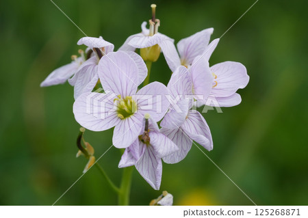 Closeup on the fragile springtime flower of the Mayflower or Lady's smock milkmaids, Cardamine pratensis Closeup on the fragile springtime flower of the Mayflower or Lady's smock milkmaids, Cardamine pratensis 125268871