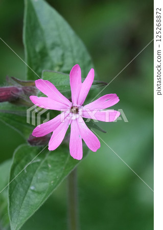 Closeup on a red campion Silene diocia wildflower Closeup on a red campion Silene diocia wildflower 125268872
