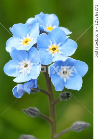 Closeup on the soft blue flowes of the foreget-me-not wildflower, Myosotis sylvatica in the garden 125268873