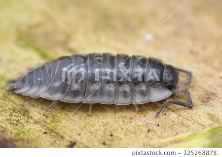 Closeup on a grey woudlouse pea or peter bug, Oniscus assellus Closeup on a grey woudlouse pea or peter bug, Oniscus assellus 125268878