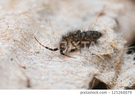 Closeup on a European hairy slender common springtail, Orchesella villosa Closeup on a European hairy slender common springtail, Orchesella villosa 125268879