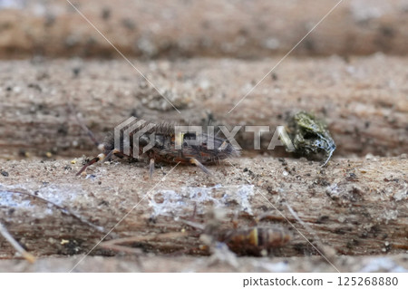 Closeup on a white bandedspringtail, Orchesella cincta on a piece of cardboard Closeup on a white bandedspringtail, Orchesella cincta on a piece of cardboard 125268880
