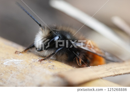 Detailed closeup on a male European orachard mason bee, Osmia cornuta sunbathing in the garden 125268886