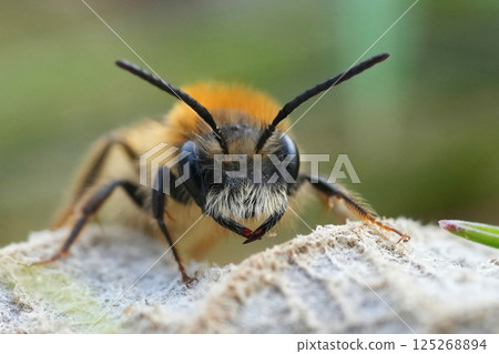 Frontal closeup on a male Tawny mining bee, Andrena fulva perched on a dried leaf Frontal closeup on a male Tawny mining bee, Andrena fulva perched on a dried leaf 125268894