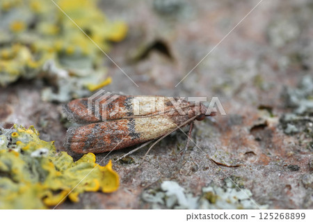 Closeup on a small Indian meal moth, Plodia interpunctella, an indoors pest species 125268899
