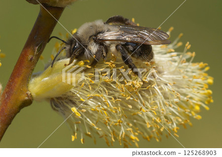 Closeup on a female Grey-backed mining bee, Andrena vaga collecting pollen from a Goat Willow Closeup on a female Grey-backed mining bee, Andrena vaga collecting pollen from a Goat Willow 125268903