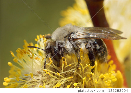 Closeup on a female Grey-backed mining bee, Andrena vaga collecting pollen from a Goat Willow 125268904