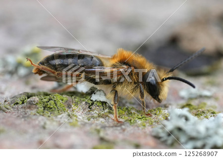 Closeup on a male red-tailed mining bee, Andrena haemorrhoa 125268907