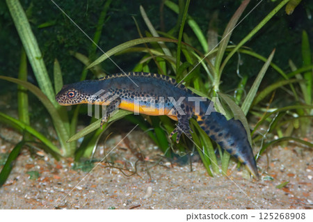 Closeup of a sub-adult terrestrial female alpine newt , Ichthyosaura alpestris on the ground 125268908