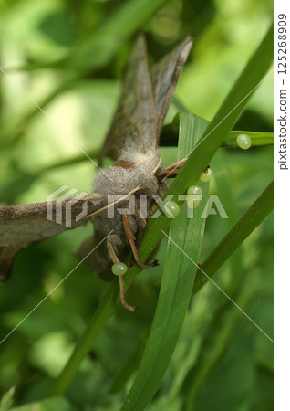 Closeup on a female Poplar Hawk-Moth , Laothoe populi, laying eggs in the grass 125268909