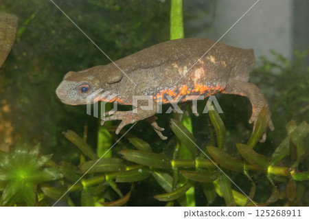Closeup on a colorful male Japanese fire-bellied newt , Cynops pyrrhogaster 125268911