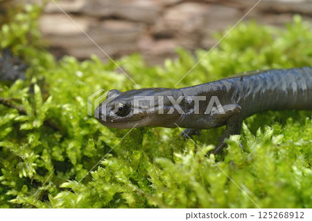 Closeup on a chocolate brown Japanese Hokkaido hynobid salamander, Hynobius retardatus 125268912