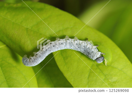 A beautiful larva of the voracious Akebia konbou sawfly feeding on young Akebia leaves (macro photography in the natural environment) 125269098