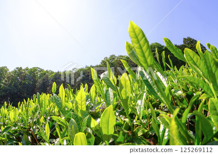 New tea buds sprout in the tea fields in early summer 125269112