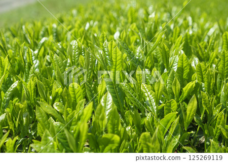 初夏茶田冒出新芽 125269119