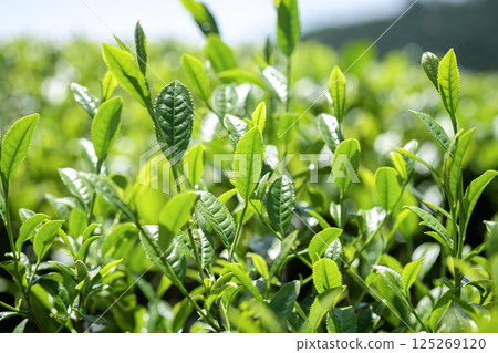 初夏茶田冒出新芽 125269120