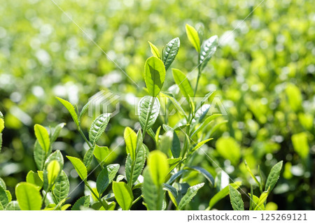 New tea buds sprout in the tea fields in early summer 125269121