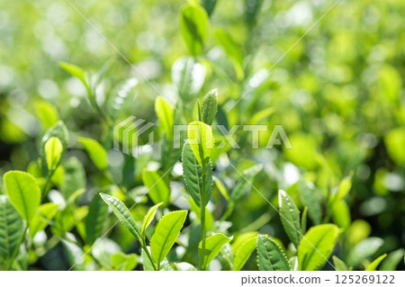 New tea buds sprout in the tea fields in early summer 125269122