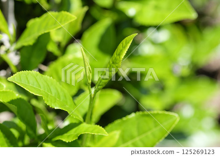 New tea buds sprout in the tea fields in early summer 125269123
