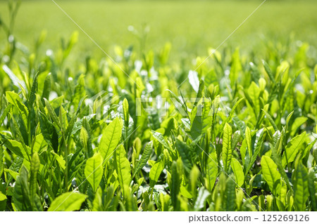 初夏茶田冒出新芽 125269126
