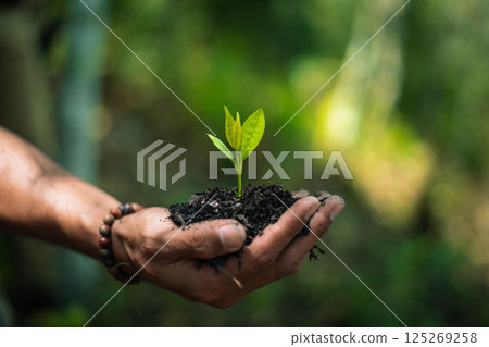 Young tree in farmer's hand on quality soil, blurred nature background 125269258