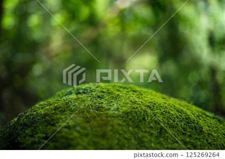 Green moss on rocks in the forest green blur background 125269264