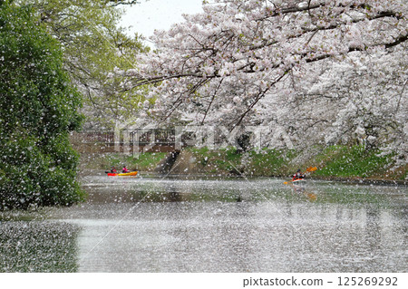 Romantic Ibaraki (Paddling a canoe in a flurry of cherry blossom petals. How beautiful!) Cherry blossom lined streets of Fukuoka Weir, Tsukubamirai City Romantic Ibaraki (Paddling a canoe in a flurry of cherry blossom petals. How beautiful!) Cherry blossom lined streets of Fukuoka Weir, Tsukubamirai City 125269292
