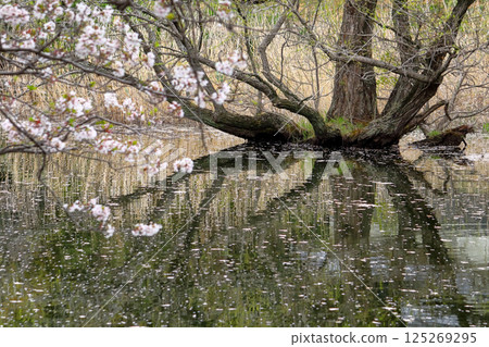 Romantic Ibaraki (The branches of trees rooted in the river surface of falling cherry blossoms create art.) "Fukuoka Weir Cherry Blossoms" in Tsukubamirai City 125269295