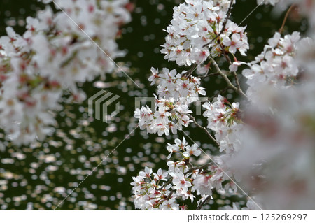 Romantic Ibaraki (Cherry blossoms falling on the river. As they fall, they become even more radiant.) Cherry blossoms lined the Fukuoka Weir in Tsukubamirai City 125269297