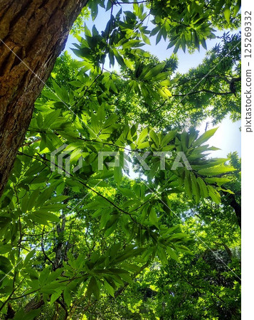 sunlight shines through the forest 125269332