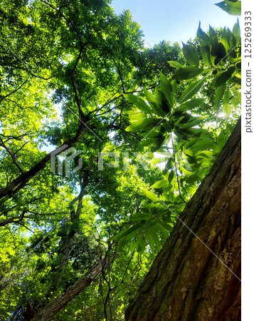 sunlight shines through the forest 125269333