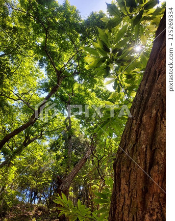 sunlight shines through the forest 125269334