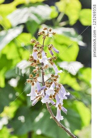 Paulownia flowers blooming in the satoyama in early summer 125269358