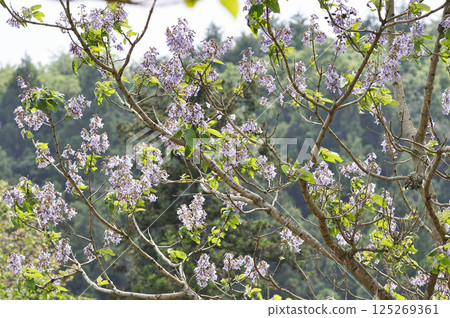 Paulownia flowers blooming in the satoyama in early summer 125269361