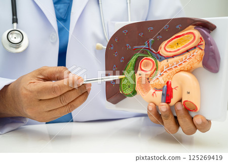 Liver with gallbladder, pancreas spleen and duodenum, Asian doctor holding human anatomy model for study diagnosis and treatment in hospital. Liver with gallbladder, pancreas spleen and duodenum, Asian doctor holding human anatomy model for study diagnosis and treatment in hospital. 125269419