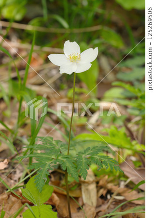 Off-white anemone flowers growing wild in the field (macro photography under natural light in a sunny day) Off-white anemone flowers growing wild in the field (macro photography under natural light in a sunny day) 125269506